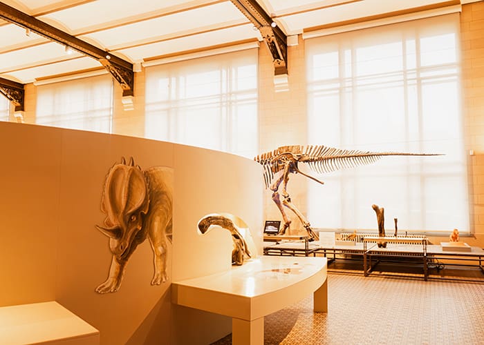 Musée des Science naturelles Brussels Event space