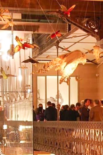 Museum-Sciences-Naturelles-Brussels-Event-People-Birds lights