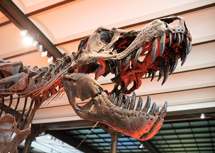 Museum-Sciences-Naturelles-Brussels-T-Rex